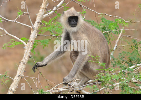 Indische grau Languren (Semnopithecus Entellus) Stockfoto