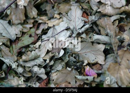 Frühling Herbst Winter Blätter auf den Boden gefallenen aus den Ästen Stockfoto