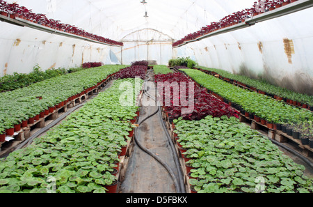 Plantage-Haus mit bunten Blumen Stockfoto