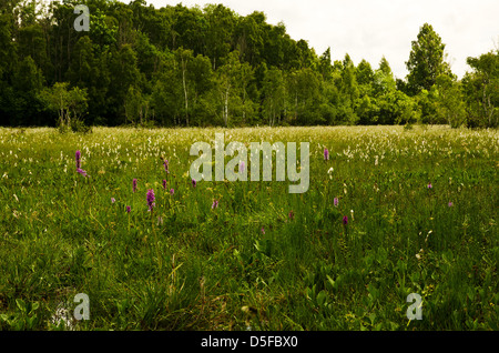 Von Orchideen Marschland Stockfoto