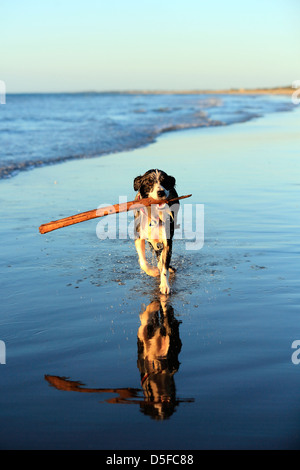 Junge border Collie Hund läuft mit Stick am Strand Stockfoto