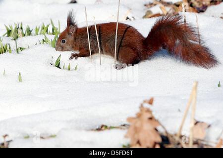 Ein Eichhörnchen sucht nach Nahrung in einem verschneiten Park in Hamburg, Deutschland, 1. April 2013. Foto: MALTE Christen Stockfoto