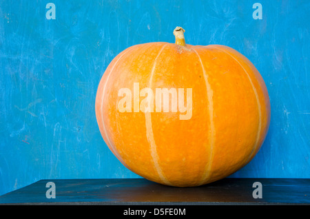 großen ein gelber Kürbis am schwarzen Tisch Stockfoto
