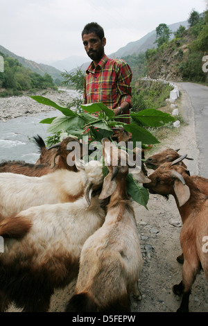 Ashepherd füttert seine Ziegen mit der Engelstrompete (Datura sp.) " s lässt sich an den Ufern des Flusses Aleknanda. Stockfoto