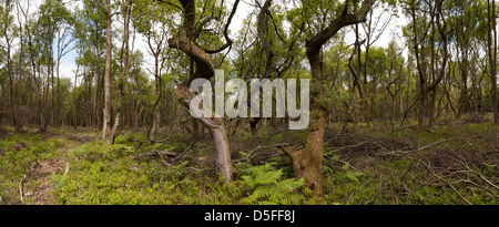 Panoramablick auf Neubildung von sommergrünen Eichenwälder in Heide mit Farn und Heidelbeere, Kontrast mit verdrehten Bäumen Deckung Stockfoto