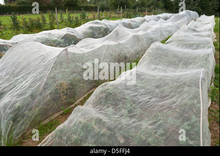 Zuteilung großflächigen Anbau von Brassica Ernte vorbereitet mit Reihen von Vlies-Schutz von Wind und Kohl Fliege frost Stockfoto