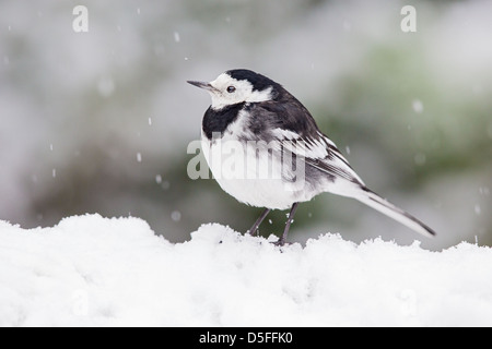 Trauerschnäpper Bachstelze (Motacilla Alba) in einem Schneesturm, Seitenansicht. Auch bekannt als weiße Bachstelze. Stockfoto