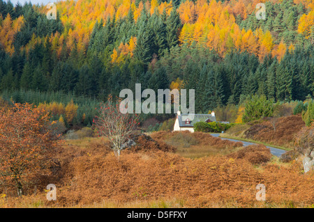 Herbstfarben in die Trossachs, Duke Pass, Schottland, Vereinigtes Königreich Stockfoto