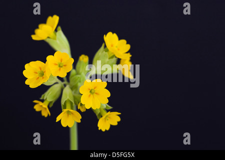 Primula Veris "Cabrillo". Schlüsselblumen vor einem schwarzen Hintergrund. Stockfoto