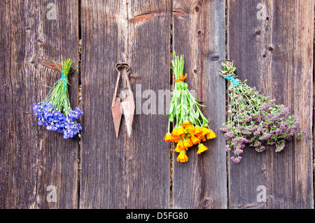 Sommer medizinische Kräuter frische Trauben auf alte Holzwand Stockfoto