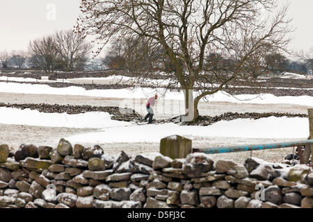 Yorkshire, Vereinigtes Königreich. 1. April 2013. Schnee dominiert immer noch die Landschaft der Yorkshire Dales. Straßen sind kaum befahrbar stellenweise wegen Schnee geschoben bis zu einer Seite, die jetzt beginnen zu brechen und fallen, um der Straße Bauer krank Lamm mit zurück nach Hause Credit: Paul Thompson/Alamy Live News Stockfoto