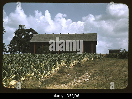 Dieses Foto zeigt ein Burley-Tabakfeld auf der Farm von Russell Spears in Lexington, Kentucky. Im Hintergrund ist ein Trocknungs- und Aushärtungsstall sichtbar, der für die Tabakverarbeitung von wesentlicher Bedeutung ist. Das Bild zeigt die landwirtschaftlichen Praktiken und die Rolle der Burley-Tabakindustrie in der Wirtschaft von Kentucky in den 1940er Jahren Stockfoto