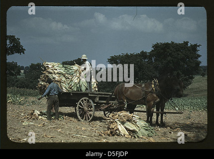 Bauern, die in den 1940er Jahren burley-Tabak auf der Farm von Russell Spears in der Nähe von Lexington, Kentucky, ernten Das Foto zeigt den Prozess des Trocknens und Aushärtens von Tabak in der Scheune nach dem Schneiden. Stockfoto