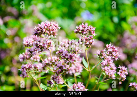 rosa Blüten von wilden Majoran, Origanum Vulgare im Sommergarten Stockfoto
