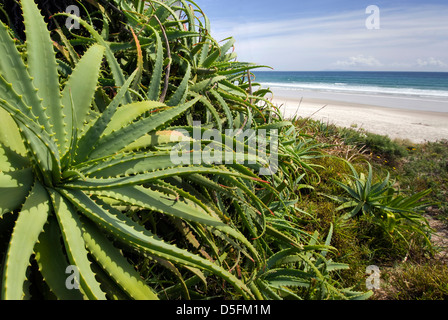 Aloe Vera Wildpflanze am Strand, Nordinsel, Neuseeland Stockfoto