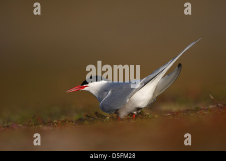 Küstenseeschwalbe (Sterna Paradisaea) in der tundra Stockfoto