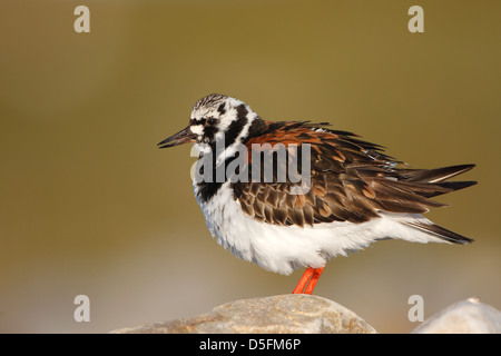 Ruddy Steinwälzer (Arenaria Interpres) entlang der Nordseeküste Stockfoto