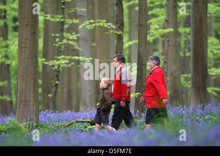 Wanderer zu Fuß unter Glockenblumen (Endymion Nonscriptus) blüht im Frühling in Buchenwald Stockfoto