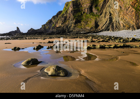Der Strand am Hartland Quay, Devon, England. Stockfoto