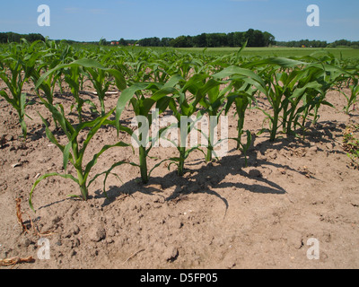 Unreife Mais-Ernte Stockfoto