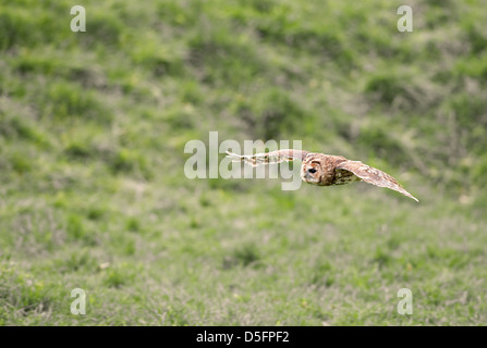 Tawny Eule, Strix Aluco. UK Stockfoto