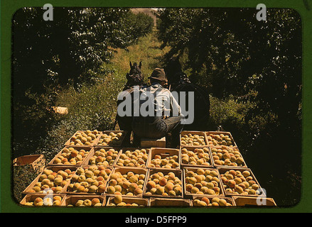 Schleppen Kisten Pfirsiche aus dem Garten zum Versand Schuppen, Delta County, Colorado (LOC) Stockfoto