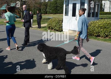 Washington DC, USA. 1. April 2013. . Präsident Barack Obama und der ersten Familie Gastgeber der jährlichen Easter Egg Roll auf dem South Lawn des weißen House.Sasha Obama geht erste Hund Bo die Einfahrt hinunter. (Bild Kredit: Kredit: Christy Bowe/Globe Photos/ZUMAPRESS.com/Alamy Live-Nachrichten) Stockfoto