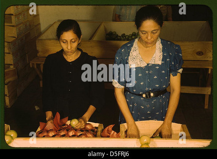 Sortierung und Verpackung Tomaten an Yauco Genossenschaft Tomato Growers Association, Puerto Rico (LOC) Stockfoto