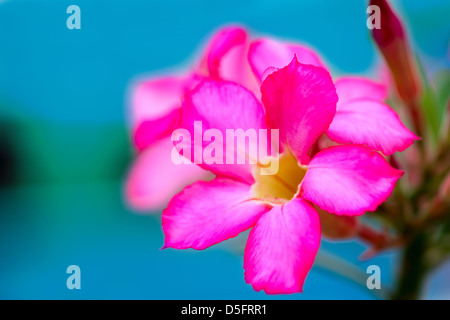 Rosa tropische Blume (Adenium Obesum) auf blauem Hintergrund Stockfoto