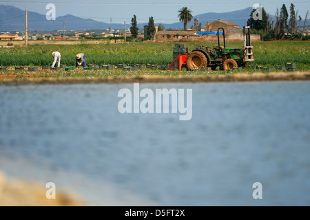 Sammeln Sie Bauern waren in der Nähe von einem Teich auf der spanischen Insel Mallorca Stockfoto