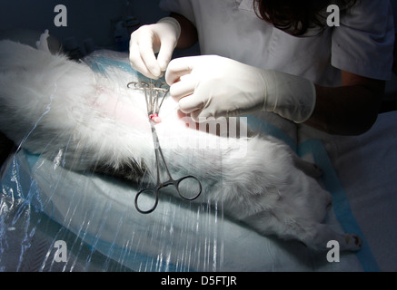 Ein Tierarzt praktiziert einen Sterilisation Chirurgen auf eine weibliche Katze. Stockfoto