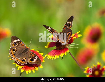 Buckeye Schmetterling (Iunonia Coenia) Fütterung auf indische Decke (Gaillardia Pulchella) Wildblumen Stockfoto