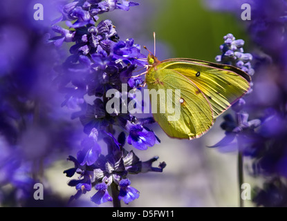 Fütterung auf lila Salvia Blumen Orange Schwefel (Colias Eurytheme)-Schmetterling Stockfoto