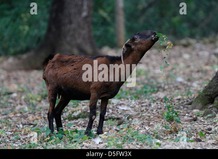 Eine Ziege streift (durchsuchen) auf einen Wald auf der spanischen Insel Mallorca Stockfoto