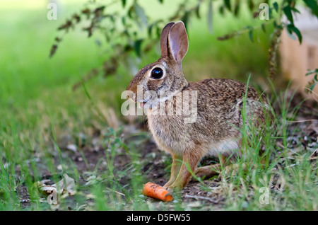 Cottontail Kaninchen Hase Mund essen Karotten im Garten Stockfoto