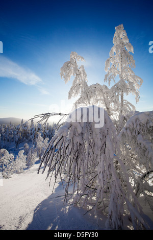 Schöne sonnige Winterlandschaft in Lappland Finnland Stockfoto