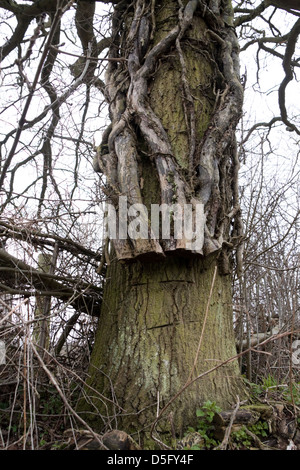 Tree Vine Whichford Warwickshire England großbritannien Stockfoto