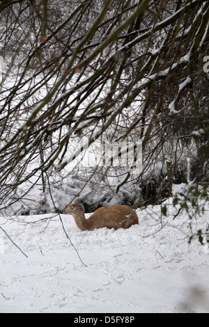 Lama legte sich in einem verschneiten Feld Stockfoto