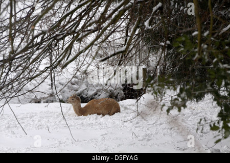 Lama legte sich in einem verschneiten Feld Stockfoto