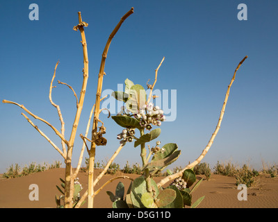 Calotropis Pflanze wächst wie Unkraut in Wüste des südlichen Marokko, Nordafrika Stockfoto