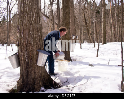 Mann mittleren Alters immer Ahorn Sap von Bäumen Stockfoto
