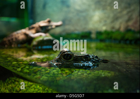 Captive Alligatoren / Krokodile Stockfoto