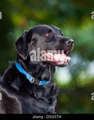 Erwachsenen männlichen schwarzen Labrador Retriever in der späten Nachmittagssonne (Canis Lupus Familiaris) Stockfoto