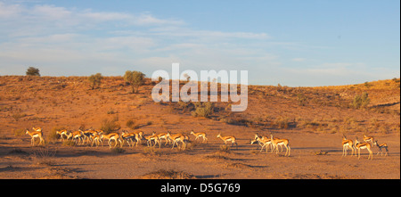 Springbok-Herde bei Sonnenuntergang Stockfoto