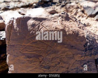 Prähistorische Felszeichnungen am Oued Mestakou auf der Tata Akka Road in Marokko. Stockfoto