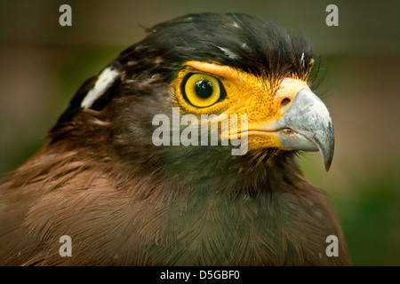 Crested Serpent Adler im Nationalpark Vogel, Indonesien. Stockfoto