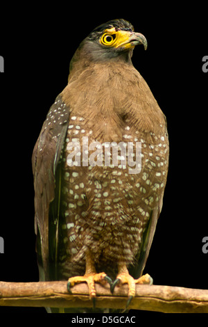 Crested Serpent Adler im Nationalpark Vogel, Indonesien. Stockfoto