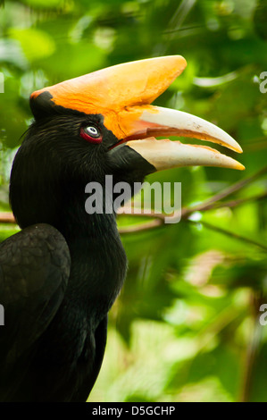 Exoctic großes Hornbill im Vogelpark, Indonesien. Stockfoto