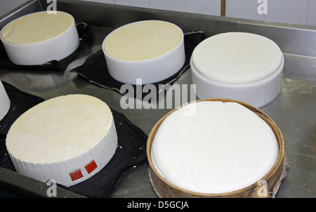Käse-Fabrik für die Herstellung von Käse und frische Caciotta Käse in verschiedenen Formen Stockfoto