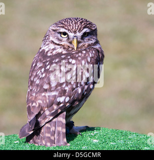 kleine Käuzchen auf Vogel-show Stockfoto